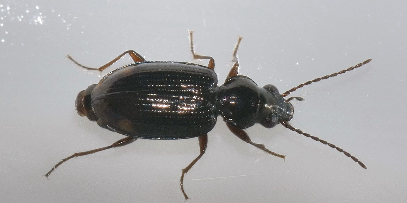 Carabide di palude: Philocthus lunulatus